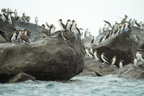 Spēcīgais El Niño var pastiprināt globālo karstumu un nest lietaināku rudeni Lielbritānijā