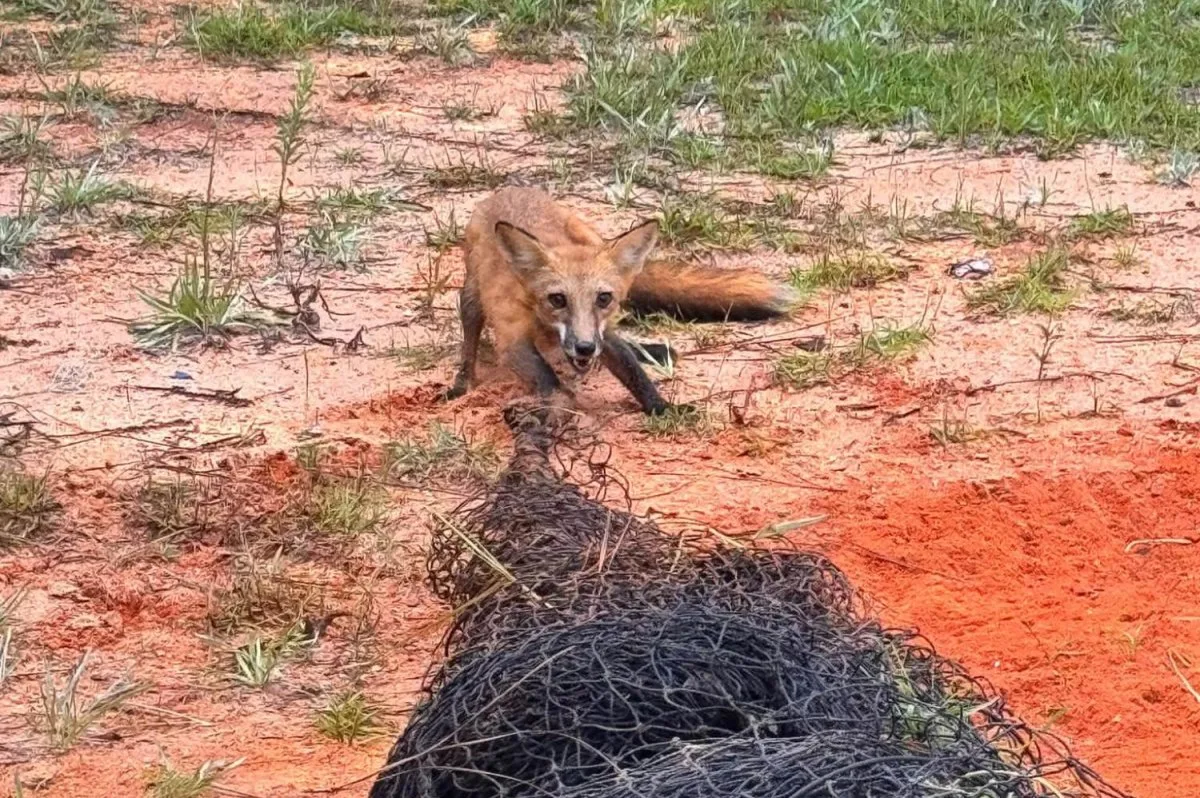 Floridā no nevajadzīga tīkla izglābta sapinusies rudā lapsa