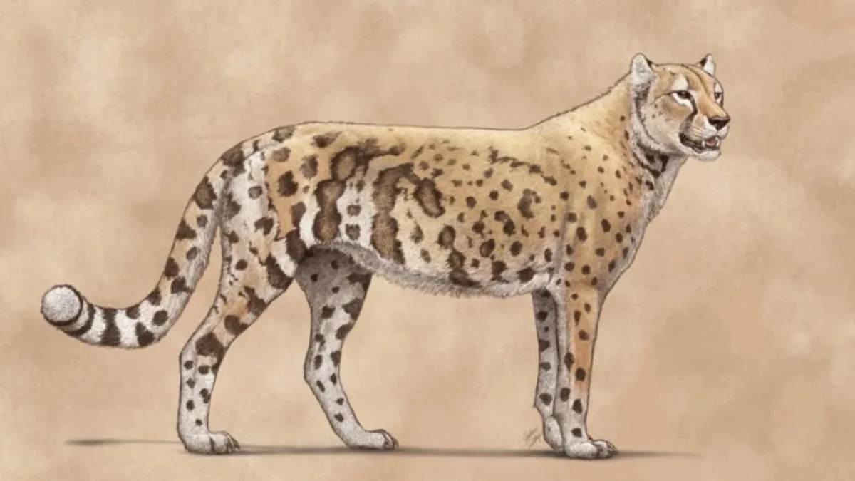 Senā DNS atklāj: tā dēvētais Amerikas gepards patiesībā bija pumas radinieks