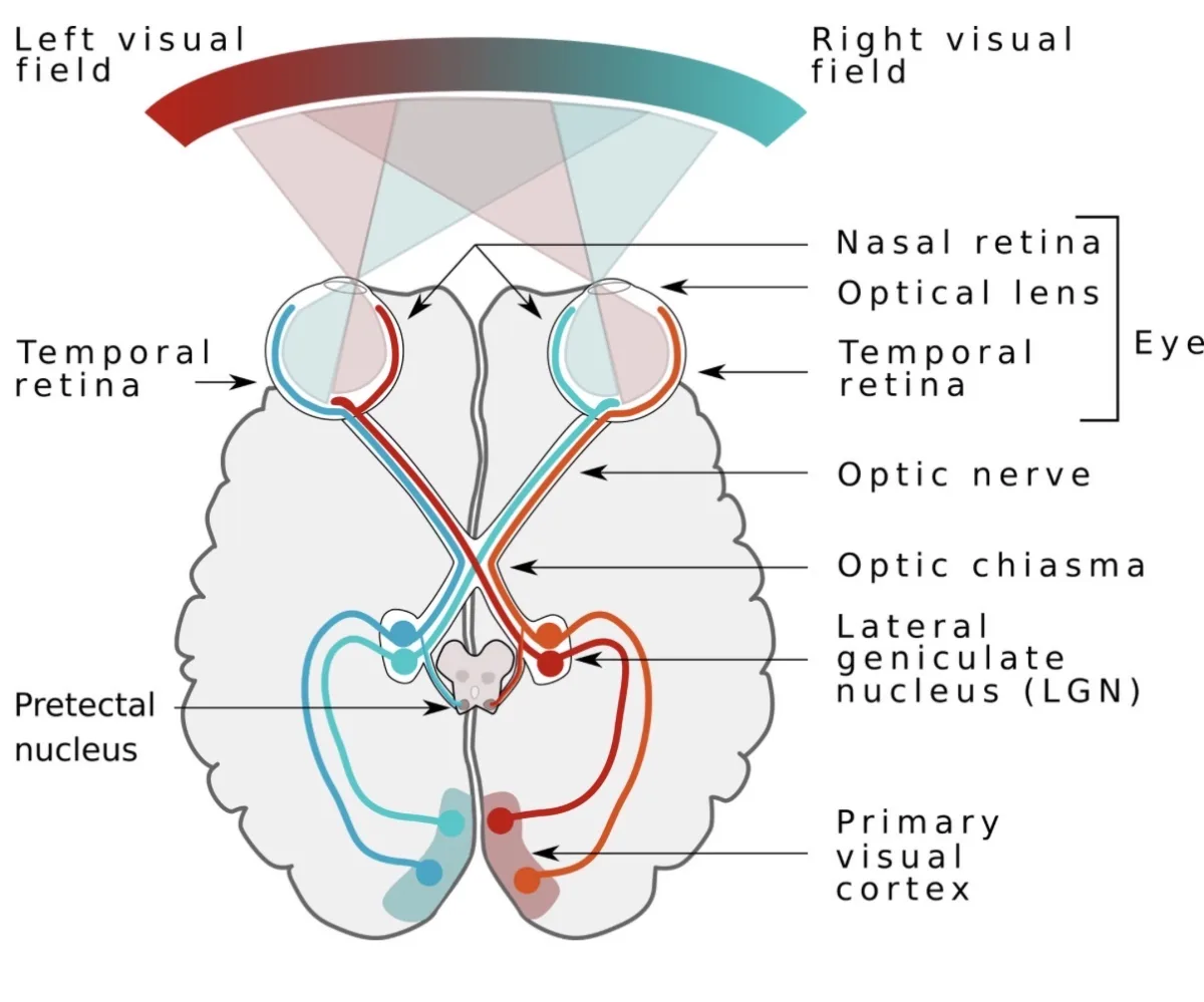 An illustration of the brain's visual systems. (Miquel Perelló Nieto/Wikimedia Commons/CC-BY 4.0)