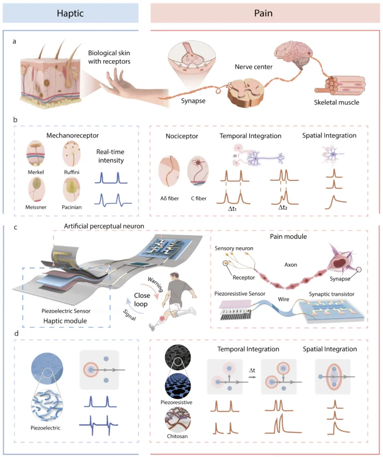 Scientists Built Prosthetic 'Skin' That Can Tell Touch From Pain Biomimetic design and working principle of the prototype. Qiu et al., Cyborg and Bionic Syst., 2026)