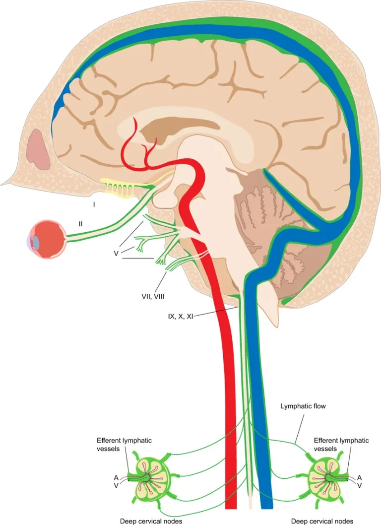 The Lymph Nodes in Your Neck Could Influence How Your Brain Ages The lymphatic system within the brain's meninges. (Albayram et al., Nature Comms., 2022)