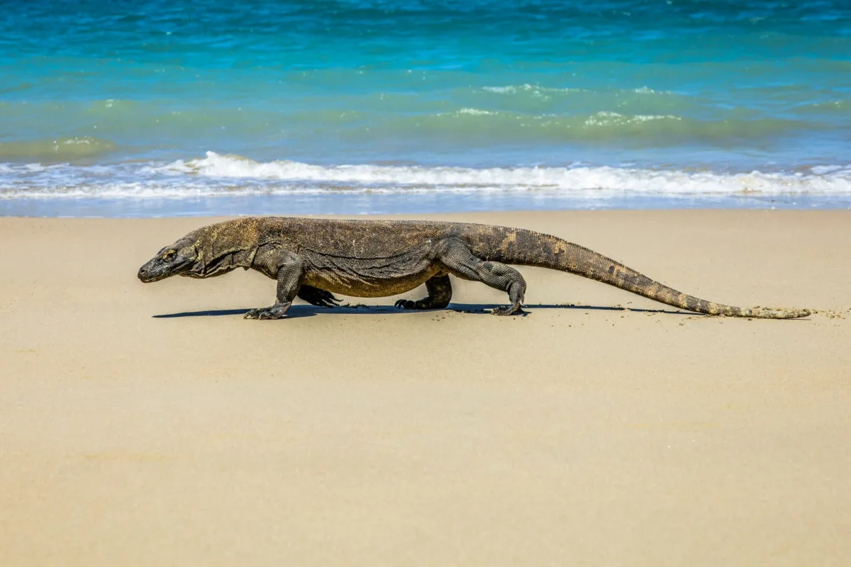 Ko jūs varētu piedzīvot pēc Komodo varāna kodiena