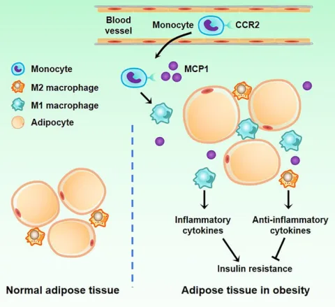 Obesity diagram Obesity puts fat cells under inflammatory stress. (Liang et al., Front. Immunol., 2022)
