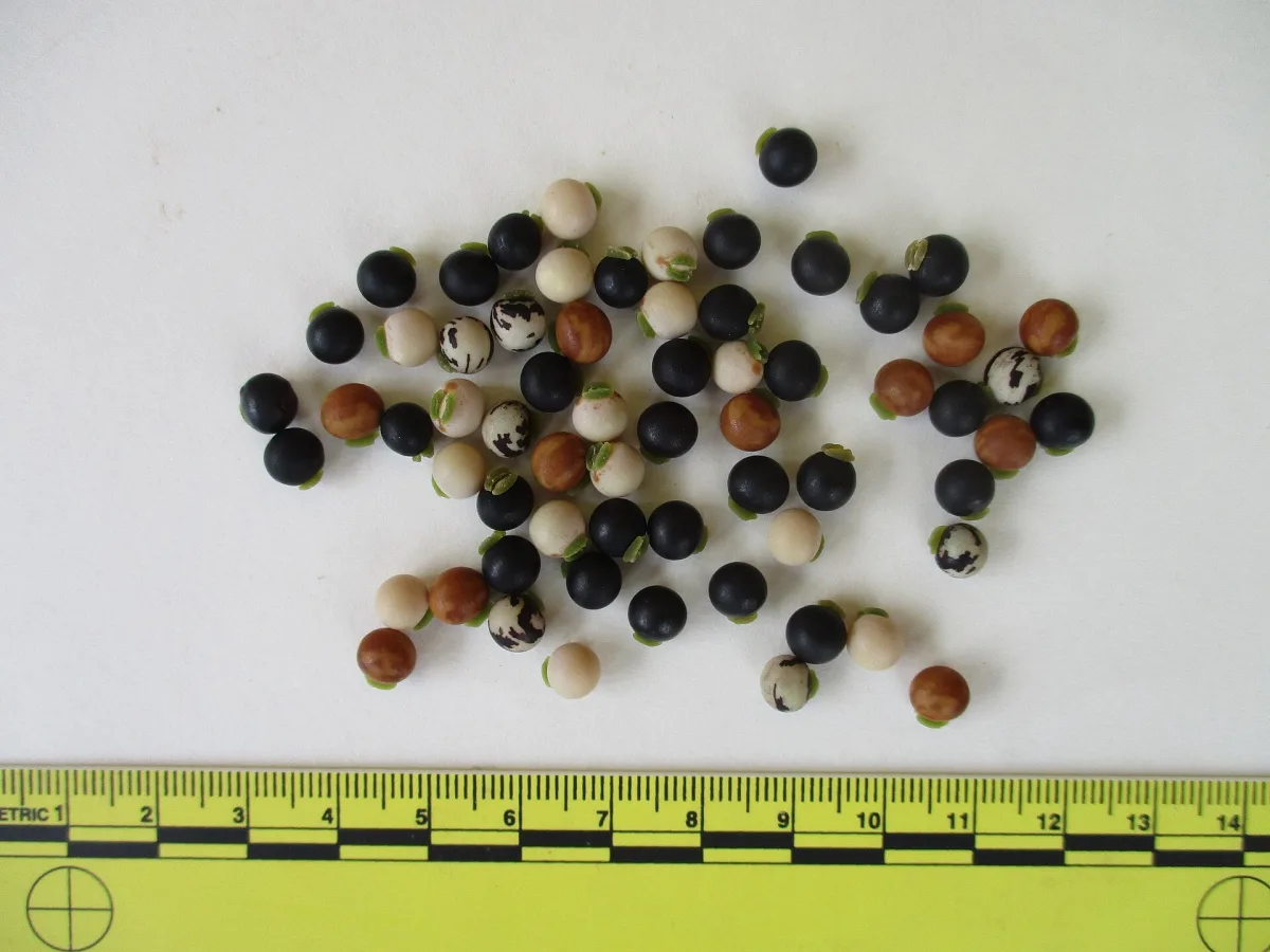 Scientists Identify The 'Doomsday' Seeds That Could Last The Longest Pigeon peas from the Ereke market in Buton Island, Indonesia. (David E Mead/Wikimedia Commons/CC0)