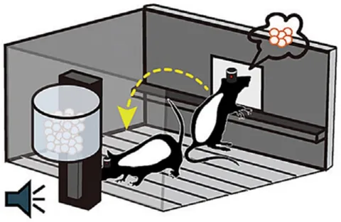 Rat experiment setup Rats were tested on tasks and rewarded with food. (Dong et al., PNAS, 2026)