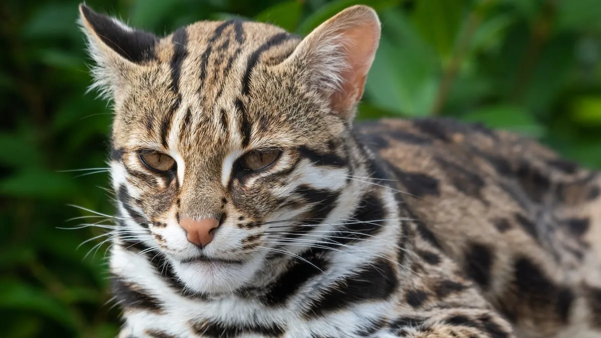 Tsushima leopardaķiem Japānā atklātas neparasti īsas astes