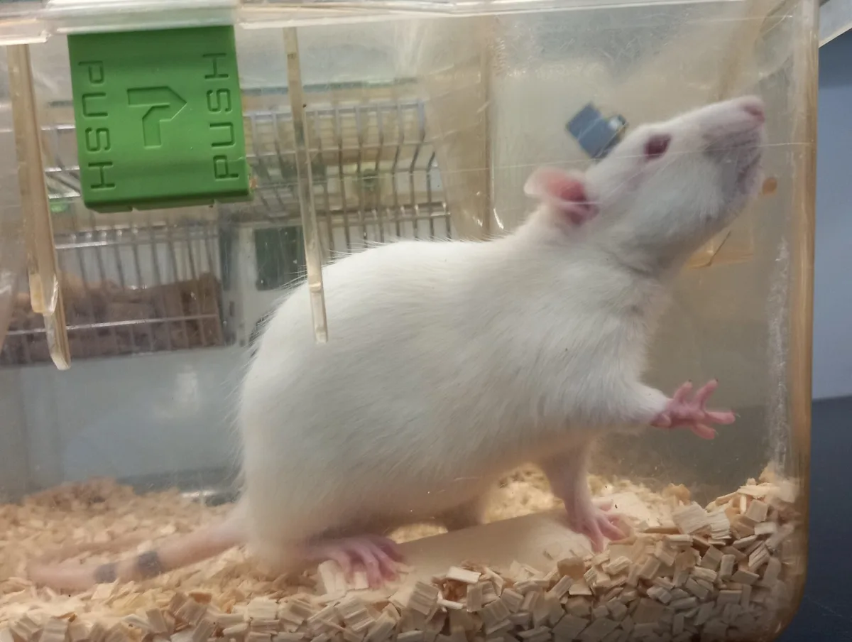 A freely moving laboratory rat carrying the wireless RAPIDO brain implant on its head. A freely moving rat carrying the wireless RAPIDO brain implant. (Jae-Woong Jeong/KAIST)