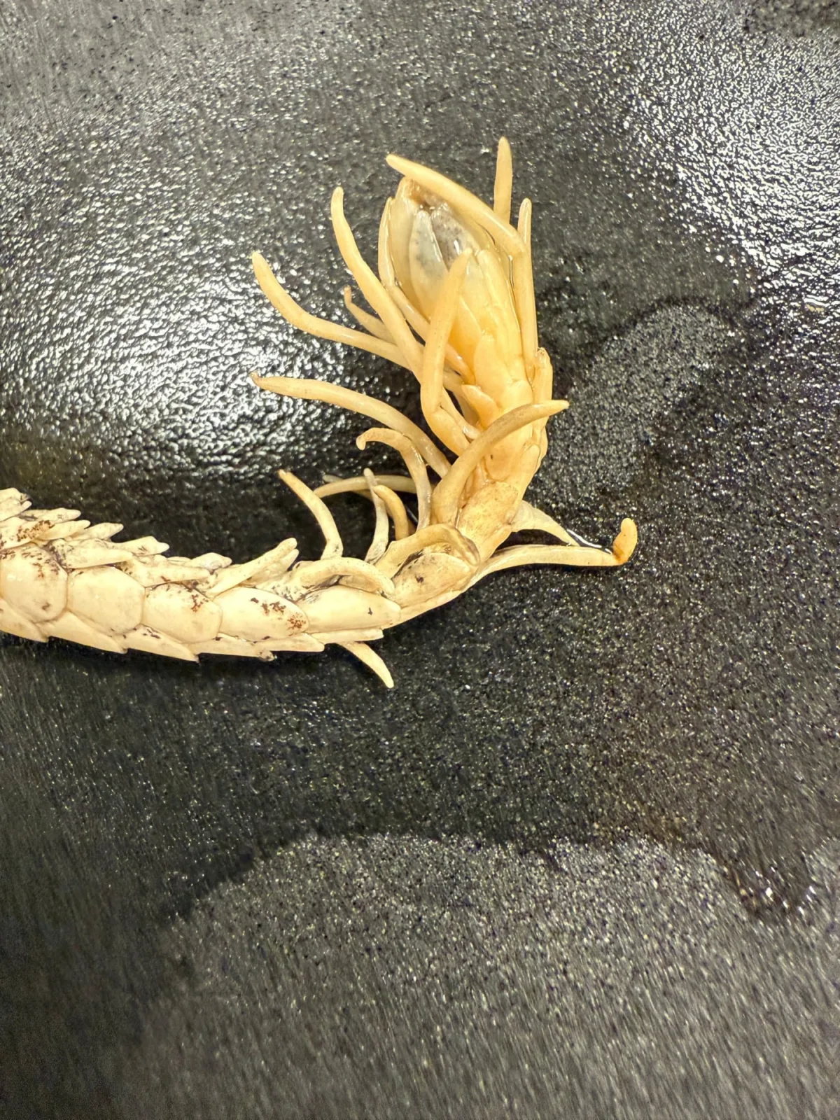 Field Museum Pseudocerastes Urarachnoides The Field Museum’s preserved specimen of a spider-tailed horned viper, with a close-up on its tail. © Sara Ruane