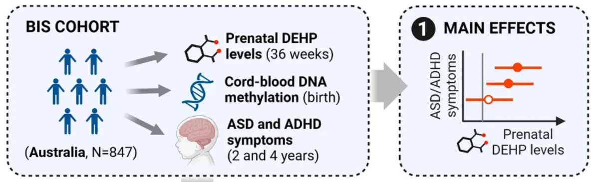 Pētījumā grūtniecības laikā saskare ar plastifikatoru DEHP saistīta ar izteiktākiem autisma un ADHD simptomiem bērniem