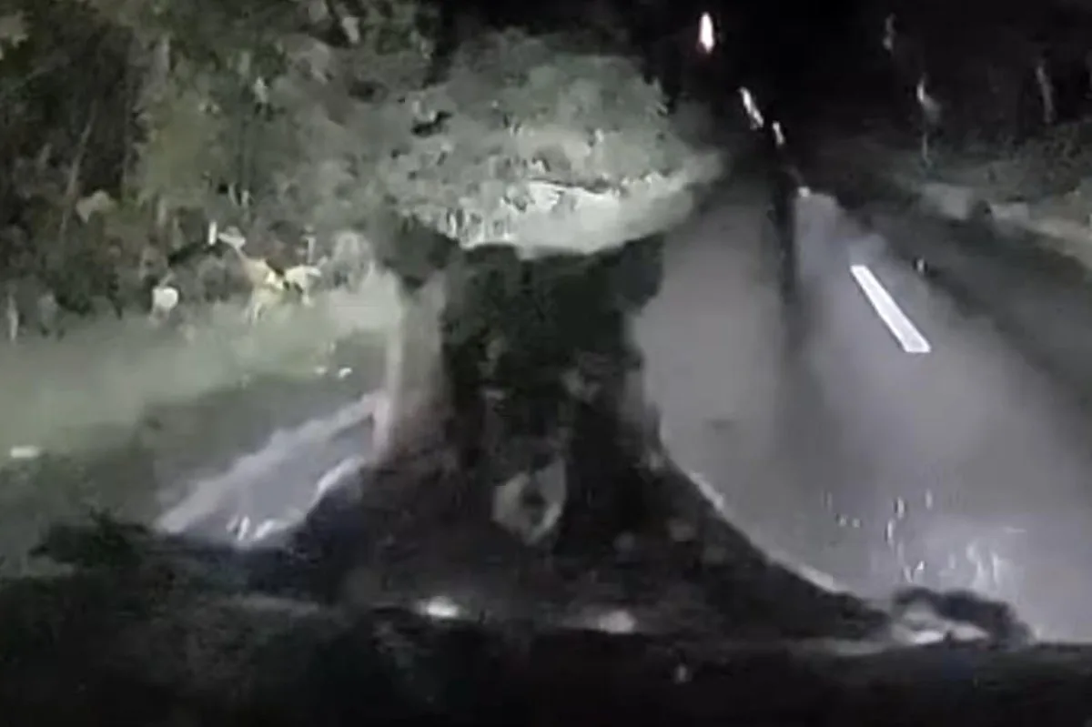 Japānā lāču māte uzbrūk automašīnai un sabojā tās motora pārsegu