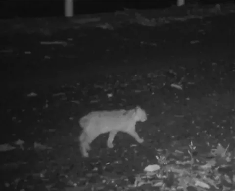 Tsushima leopardaķiem Japānā atklātas neparasti īsas astes