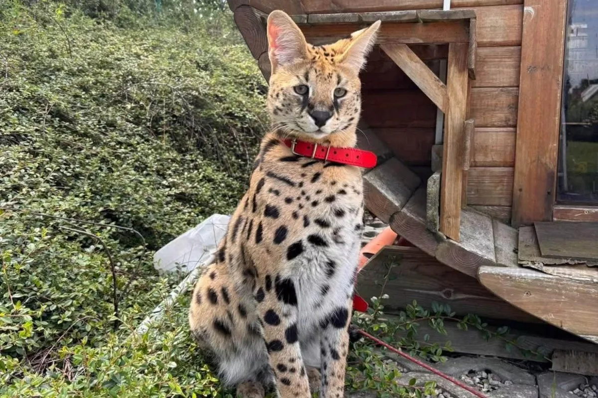 Polijā pēc vairāku dienu klaiņošanas mājās atgriežas izbēdzis servals