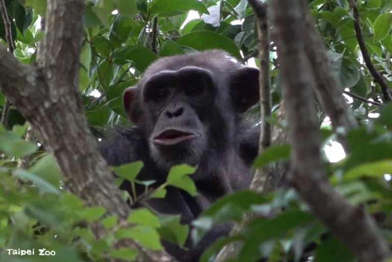Divi šimpanzes izbēg no Taipejas zooloģiskā dārza aploka