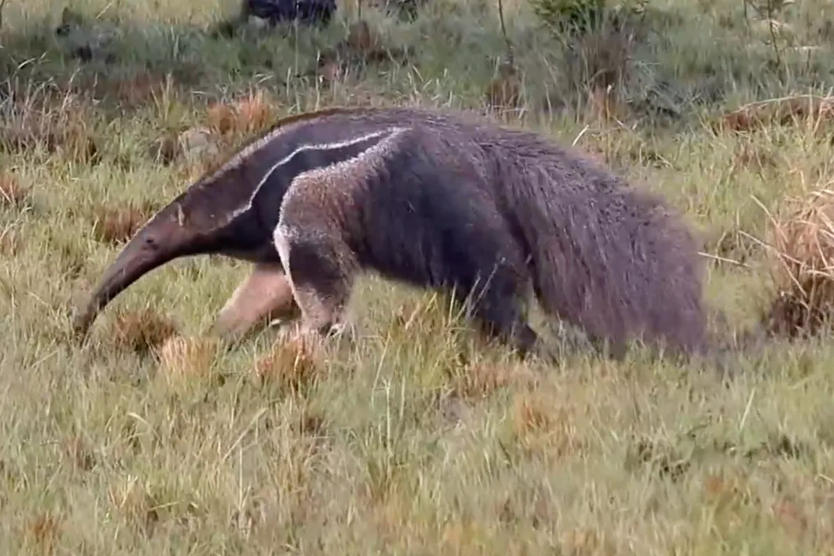 25-year-long study reveals giant anteaters alter behaviour due to rising temperatures