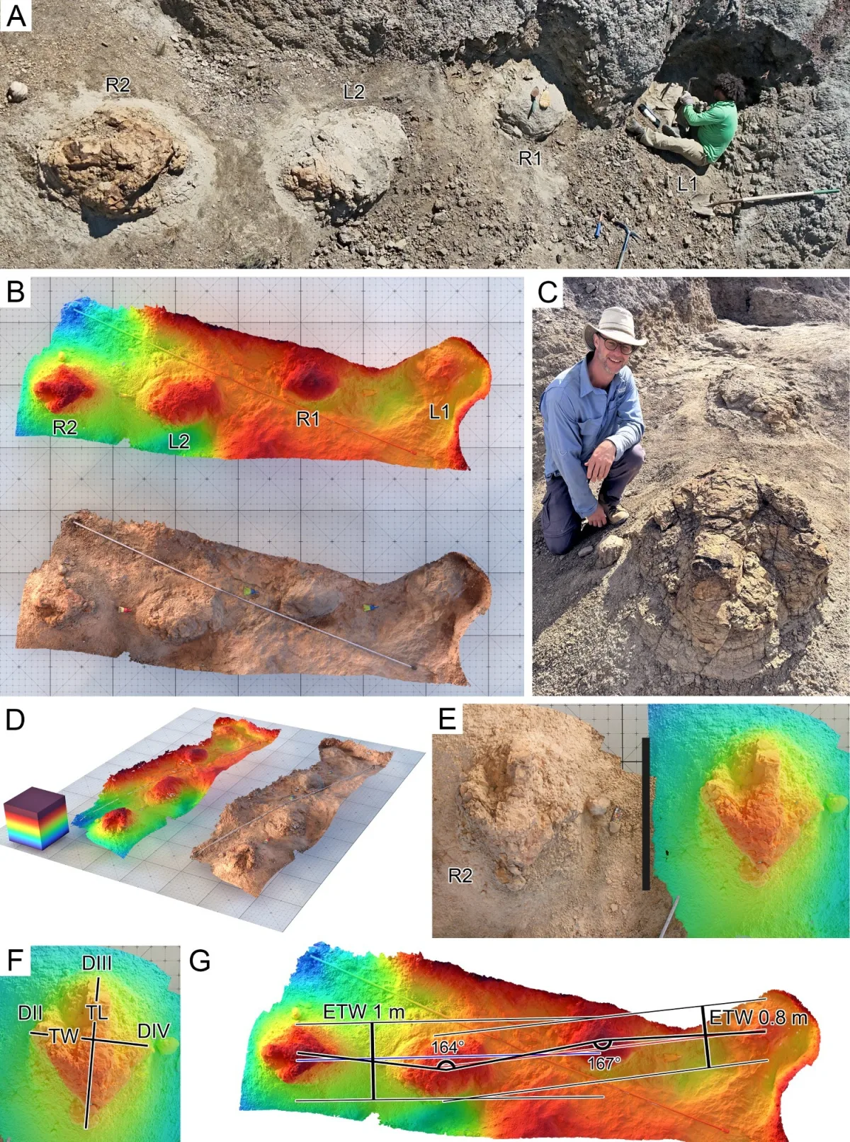 Zinātnieki atklāj pirmo pieauguša T. rex pēdu taku — nospiedumi ir cilvēka pēdas lielumā