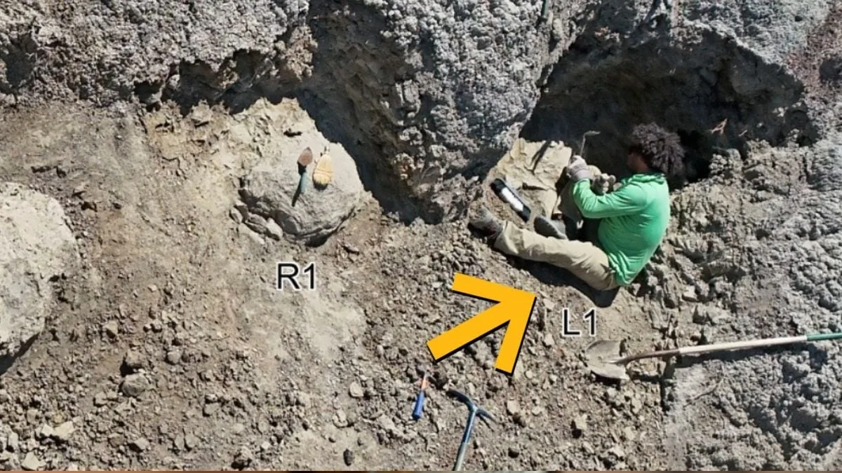 Zinātnieki atklāj pirmo pieauguša T. rex pēdu taku — nospiedumi ir cilvēka pēdas lielumā