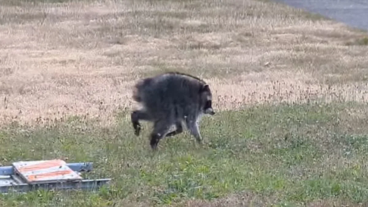 Image 36: Raccoon scurrying throuhg field