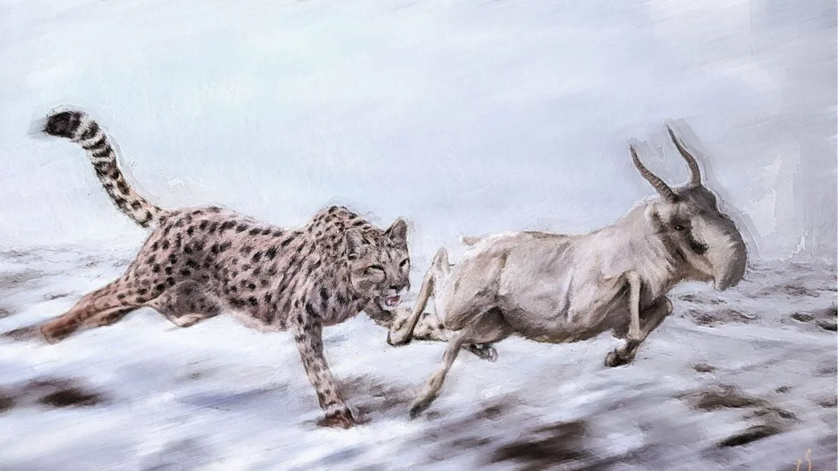 Senā DNS atklāj: tā dēvētais Amerikas gepards patiesībā bija pumas radinieks
