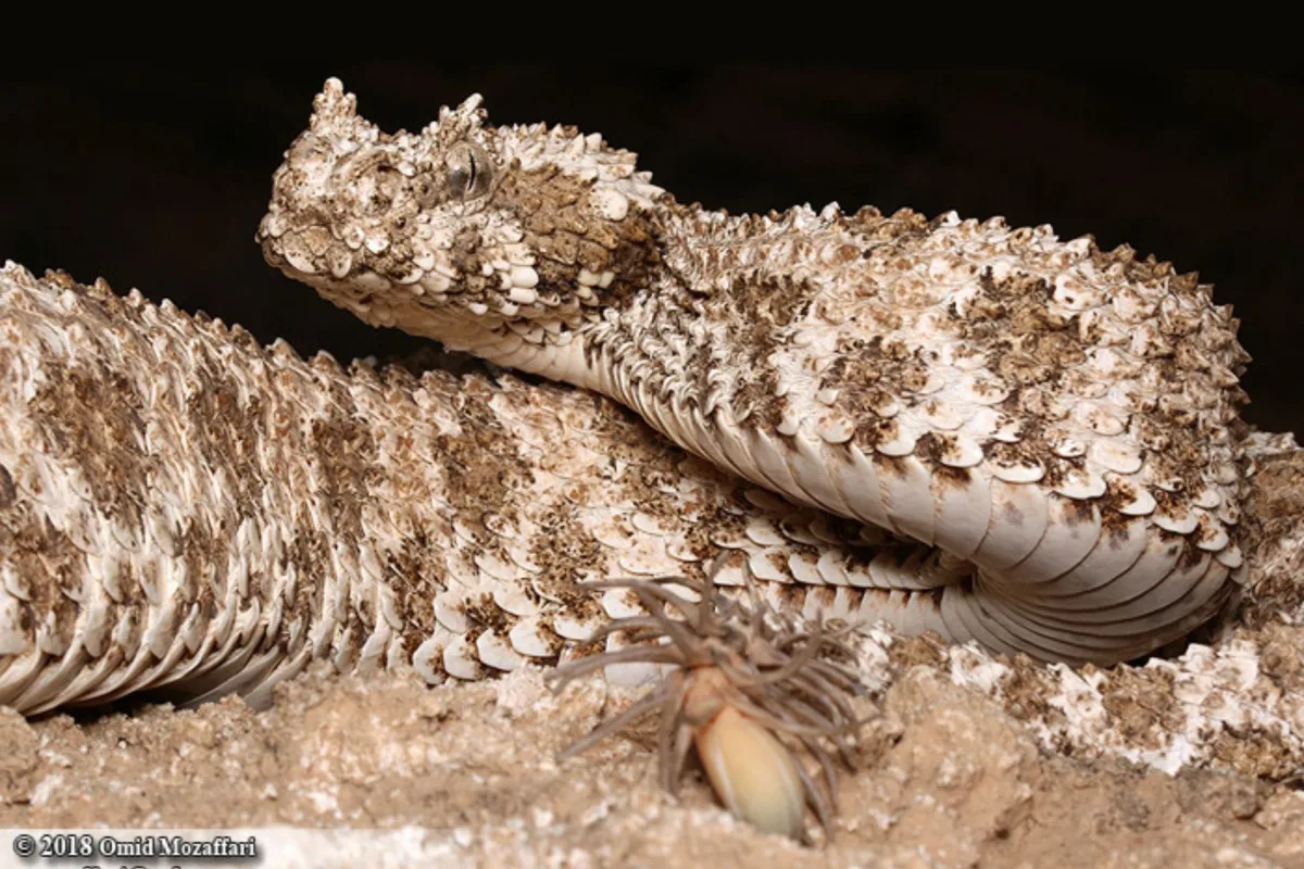 Pseudocerastes Urarachnoides A spider-tailed horned viper. © Omid Mozaffari