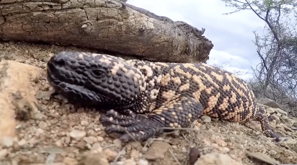 Ko darīt, ja Gila briesmonis iekož un neatlaiž tvērienu