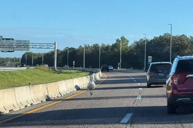 Floridas šosejas joslā notverts brīvi klīstošs balts emu