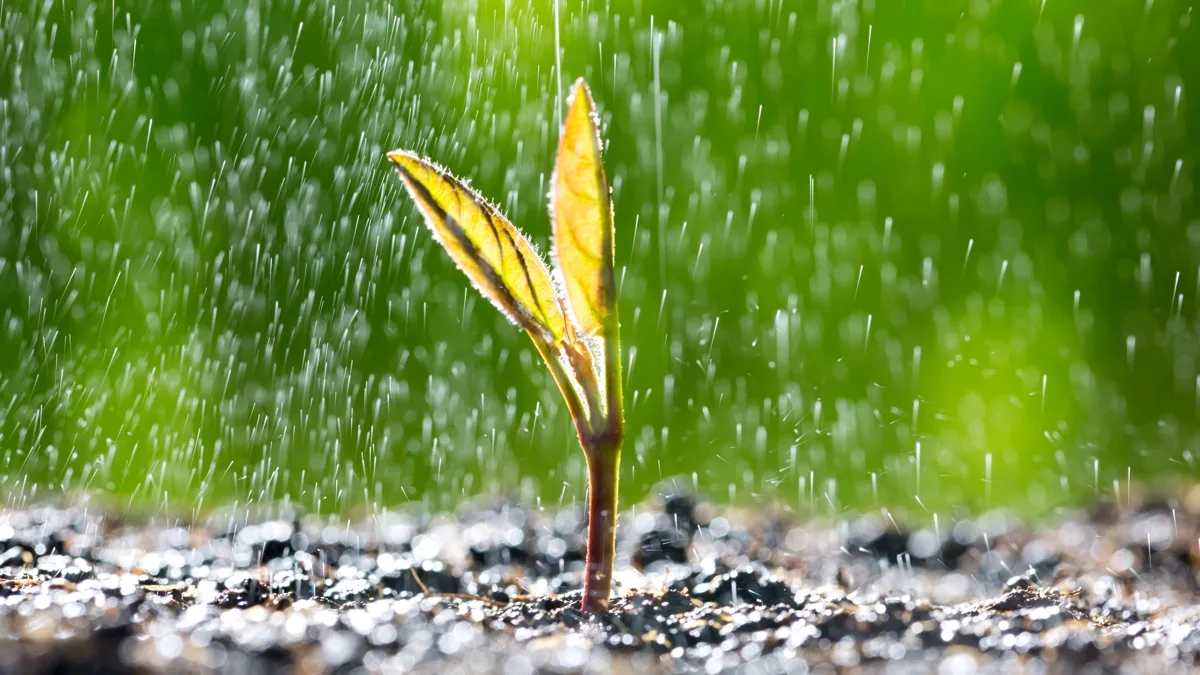 plant in rain The pattern in seed species richness parallels the biodiversity crisis we're seeing in plant life. (sbayram/iStock/Getty Images)