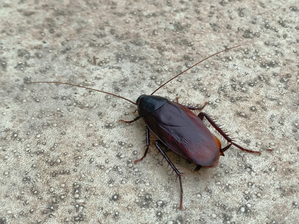 Image 5: There was an unexpected house guest living in the Japanese PM's residence (Getty Stock)