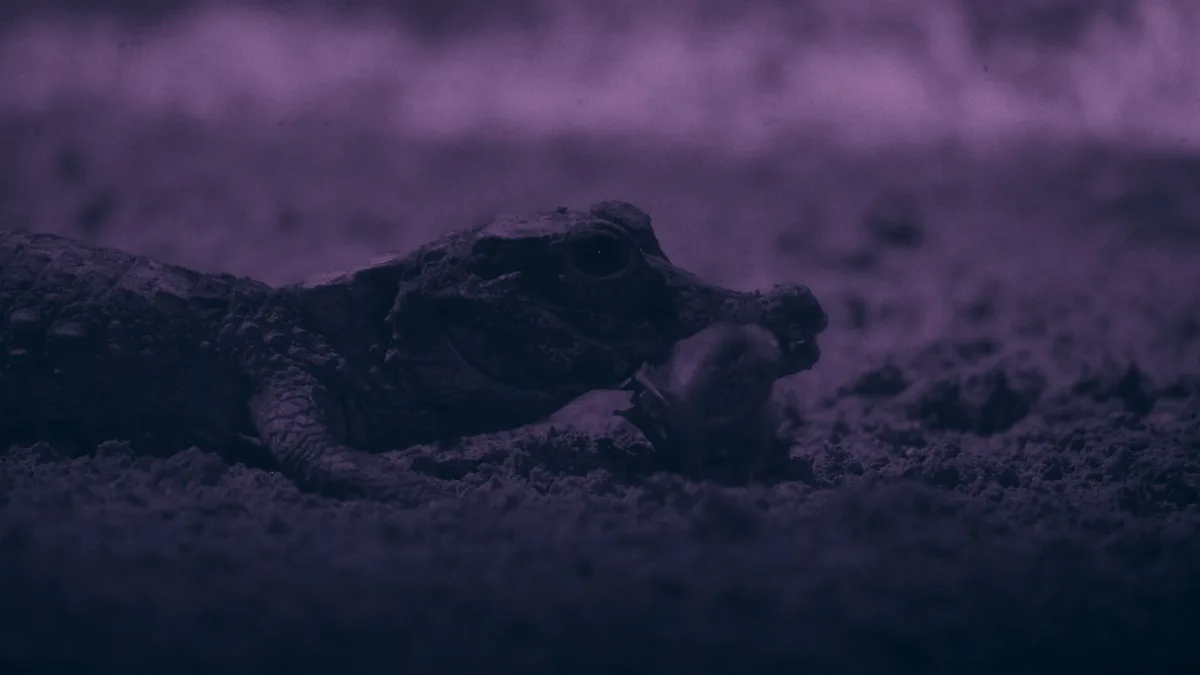Gabonas alās atrasti pasaulē mazākie krokodili, kas slepus medī sikspārņus