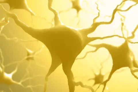 Image 9: Illustration of an astrocyte