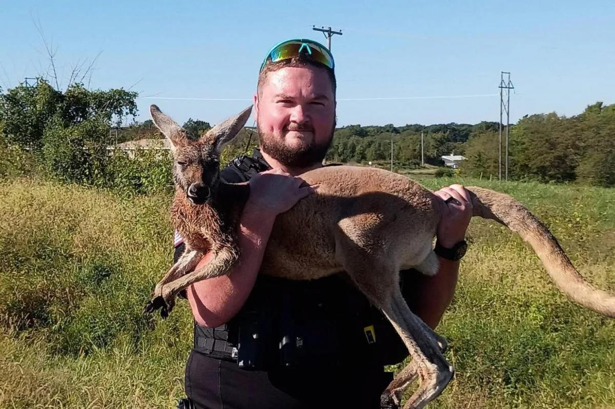 Misūri štatā no piemīlīga zoodārza izbēdzis ķengurs pavadīja dienu brīvībā