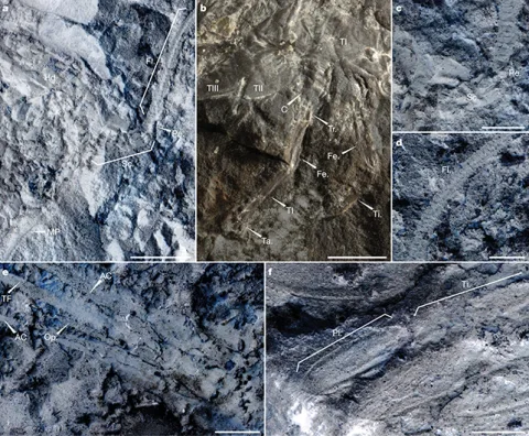 Chosha praecursor fossil traits Morphological details of C. praecursor, including its head and antenna. (Tihelka et al., Nature, 2026)