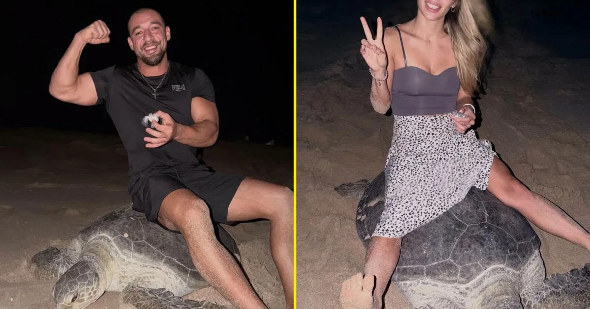 Influencer Omānā filmē sevi, sēžot uz jūras bruņurupuča, kurš mēģina izdēt olas