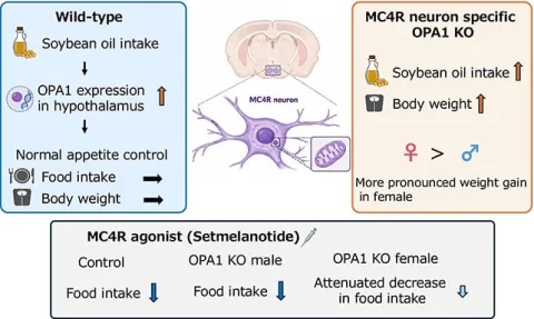 Study design graphic The researchers ran several experiments to isolate the role of OPA1. (Matsumura et al., FASEB J., 2026)