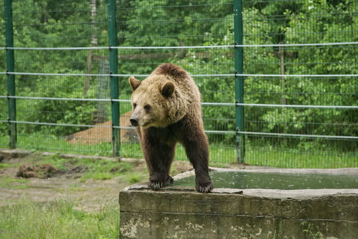 Ropažu novadā novērots lācis; iedzīvotājus aicina ievērot piesardzību
